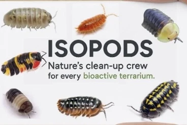 Insekten kaufen und verkaufen Foto: Isopods for Houten place I12 08-02-26