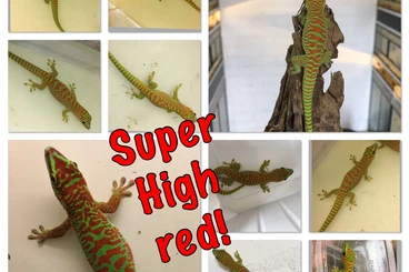 Geckos kaufen und verkaufen Photo: Different geckos and others for Houten I12