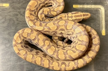 Snakes kaufen und verkaufen Photo: Für Bad Fallingbostel oder Hamm