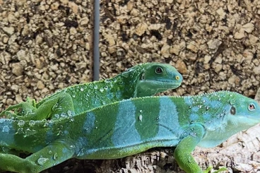 andere Echsen kaufen und verkaufen Foto: Brachylophus Fasciatus 1.1