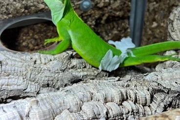 andere Echsen kaufen und verkaufen Foto: Brachylophus Fasciatus 1.1