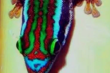 Geckos kaufen und verkaufen Foto: Taggecko Phelsuma inexpectata