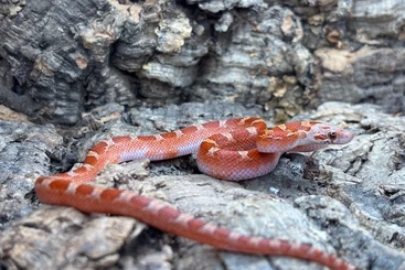 Colubrids kaufen und verkaufen Photo: Hypo Piedsided Cornsnakes CB25