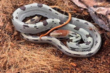 Schlangen kaufen und verkaufen Foto: Patternless/Abberrant Orthriophis moellendorffi