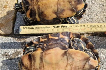 Turtles kaufen und verkaufen Photo: Offer 0,2 Graptemys oculifera