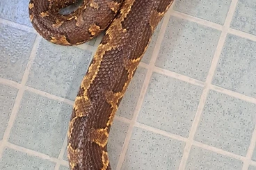 Monitor lizards kaufen und verkaufen Photo: abzugeben: Pythons,Boas,Warane