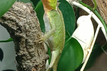 Agamen kaufen und verkaufen Foto: Agamen abzugeben.