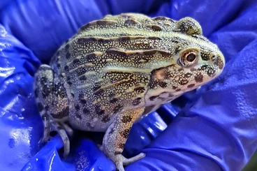 frogs kaufen und verkaufen Photo: Frogs CB 2025 Hamm 13/12/25