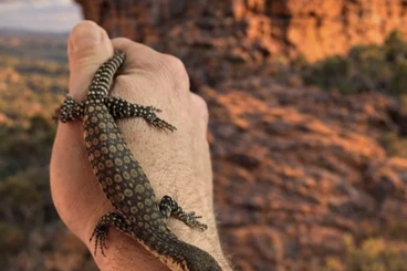 Warane kaufen und verkaufen Foto: 0.0.X Varanus Glauerti NZ 25