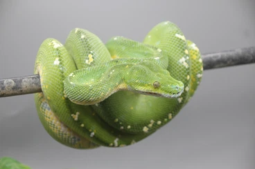 Schlangen kaufen und verkaufen Foto: Baumpython, Bullennattern, Bambusnatter - deutsche Nachzuchten