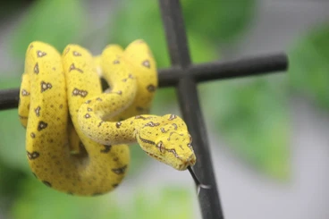Snakes kaufen und verkaufen Photo: Schöne Baumpythons, Teppichpythons, Königspython Morphen uvm.
