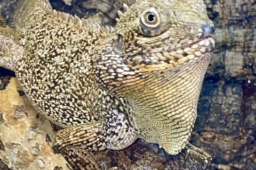 Echsen  kaufen und verkaufen Foto: 1,0 hypsilurus bruijnii for sale