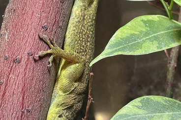 Echsen  kaufen und verkaufen Foto: 1,2 anolis desiradei for sale