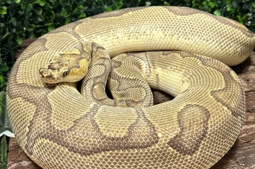 Königspythons kaufen und verkaufen Foto: Abzugeben für Hamm und Prag