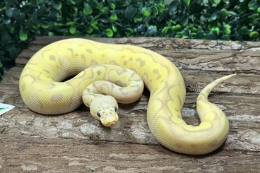 Königspythons kaufen und verkaufen Foto: Für Hamm und Prag zur Abgabe