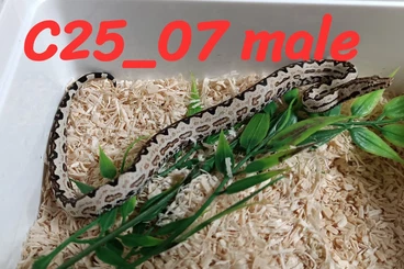 Boas kaufen und verkaufen Photo: Candoia paulsoni Santa Isabella CB25