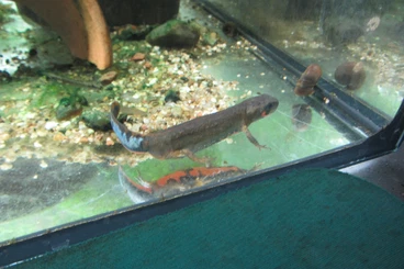 Newts kaufen und verkaufen Photo: Eier und Larven des großen chinesischen Feuerbauchmolches