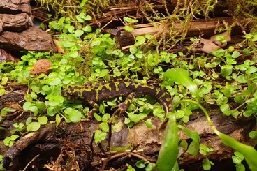 Molche kaufen und verkaufen Foto: Marmormolche (NZ2025) abzugeben