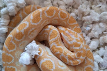 Schlangen kaufen und verkaufen Foto: Brazilien und Columbien Regenbogenboa, Heterodon nasicus und a.