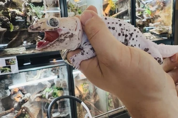 Echsen  kaufen und verkaufen Foto: Geckos Tokay 100%het Calico CB25