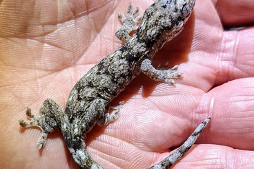 Geckos kaufen und verkaufen Foto: Rhacodactylus trachyrhynchus