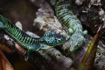 Echsen  kaufen und verkaufen Foto: Abronia