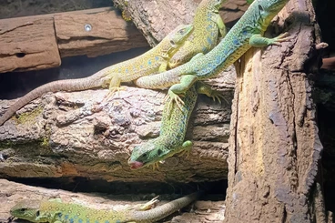 andere Echsen kaufen und verkaufen Foto: Last Call for Hamm: 4.0 Perleidechsen ENZ 2025 abzugeben