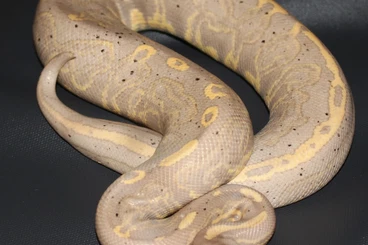 Schlangen kaufen und verkaufen Foto: Biete!  Königspython  1.0 Banana black Head Ghi Leopard