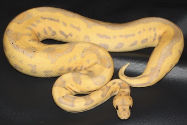 Schlangen kaufen und verkaufen Foto: Biete!  Königspython  1.0 Banana Enchi Calico Clown  Nz: 10.8.24