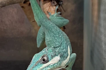 Echsen  kaufen und verkaufen Foto: 1,4 babies 2025 Anolis Equestris✈️