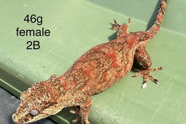 Geckos kaufen und verkaufen Foto: C. Sarasinorum White Collar