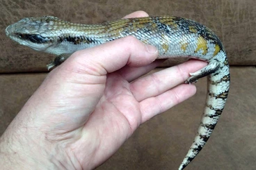 Skinke kaufen und verkaufen Foto: Tiliqua scincoides scincoides (NSW) CB 2024 (probably female)