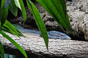 Lizards kaufen und verkaufen Photo: Varanus Macraei 1.0 DNZ 2021