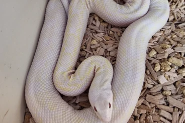 Snakes kaufen und verkaufen Photo: Pituophis BIG LIST.