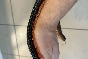 Myriapoda kaufen und verkaufen Foto: scolopendras extra large white beards and mintlegs....