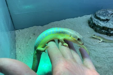 Echsen  kaufen und verkaufen Foto: orange tail skinks ,green longtail lizards , rare geckos , caiman , ..