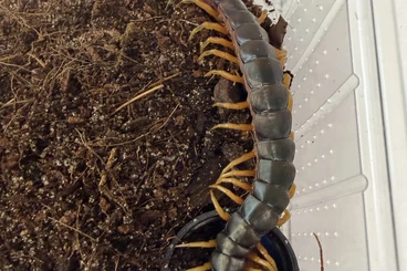 Myriapoda kaufen und verkaufen Foto: scolopendra gigante white legs  biggest species in the world  to 44 cm