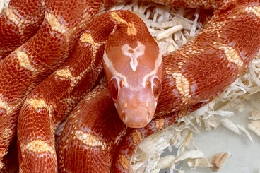 Snakes kaufen und verkaufen Photo: For Hamm 14/03 Big Hall Row22 E.C-REPTILES