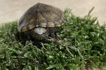 Schildkröten  kaufen und verkaufen Foto: Schildkröten verkaufen HAMM