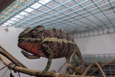 Chamäleons kaufen und verkaufen Foto: FURCIFER PARDALIS ANKARAMY MG IMPORT