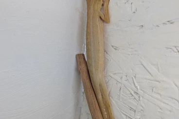 Geckos kaufen und verkaufen Foto: UROPLATUS LEAF-tailed geckos CB+IMPORT