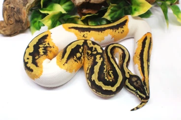 Ball Pythons kaufen und verkaufen Photo: Biete 2 Worlds First Weibchen Königspython