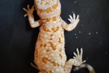 Echsen  kaufen und verkaufen Foto: Stenodactylus sthenodactylus