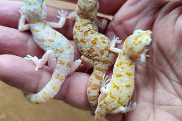 Lizards kaufen und verkaufen Photo: Stenodactylus sthenodactylus