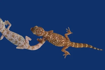 Echsen  kaufen und verkaufen Foto: Stenodactylus sthenodactylus