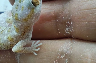 Echsen  kaufen und verkaufen Foto: Stenodactylus sthenodactylus 4/ 6 months