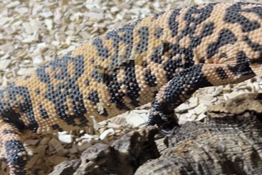 Lizards kaufen und verkaufen Photo: Heloderma suspectum suspectum