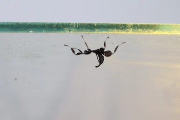 Insekten kaufen und verkaufen Foto: Phyllium philippinicum Wandelnde Blätter