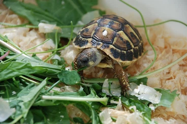 Schildkröten  kaufen und verkaufen Foto: Ostrava - Ziva Exotika Prague