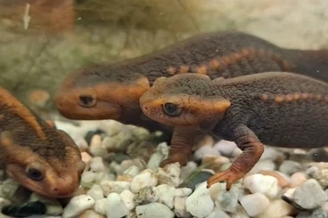 Molche kaufen und verkaufen Foto: Burma oder Geknöpfter Krokodilmolch (Tylototriton verrucosus)